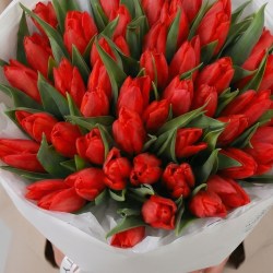 51 krasnyj tyulpan 7